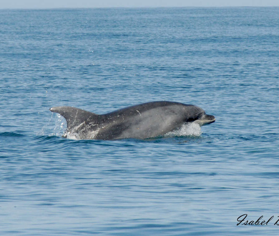 Bottlenosedolphin_Nazare-On_da-Wave-dolphin-observation_partner-your-holiday-portugal