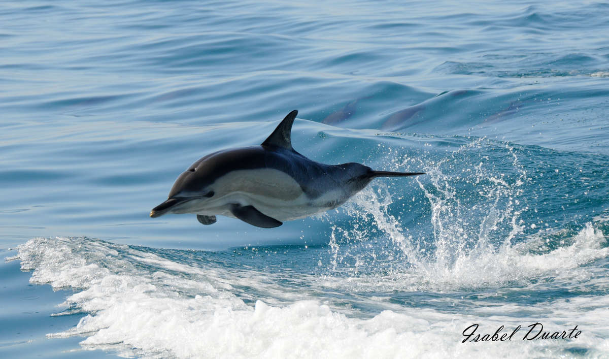 Commondolphin_Nazare-On_da-Wave-dolphin-observation_partner-your-holiday-portugal