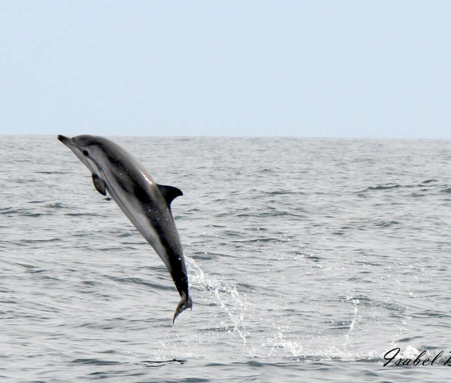 Stripeddolphin_Nazare-On_da-Wave-dolphin-observation_partner-your-holiday-portugal