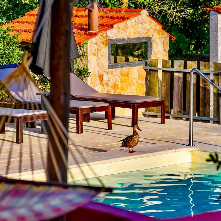 een vreemde eend op bezoek op vakantie met verwarmde zwembaden in Portugal